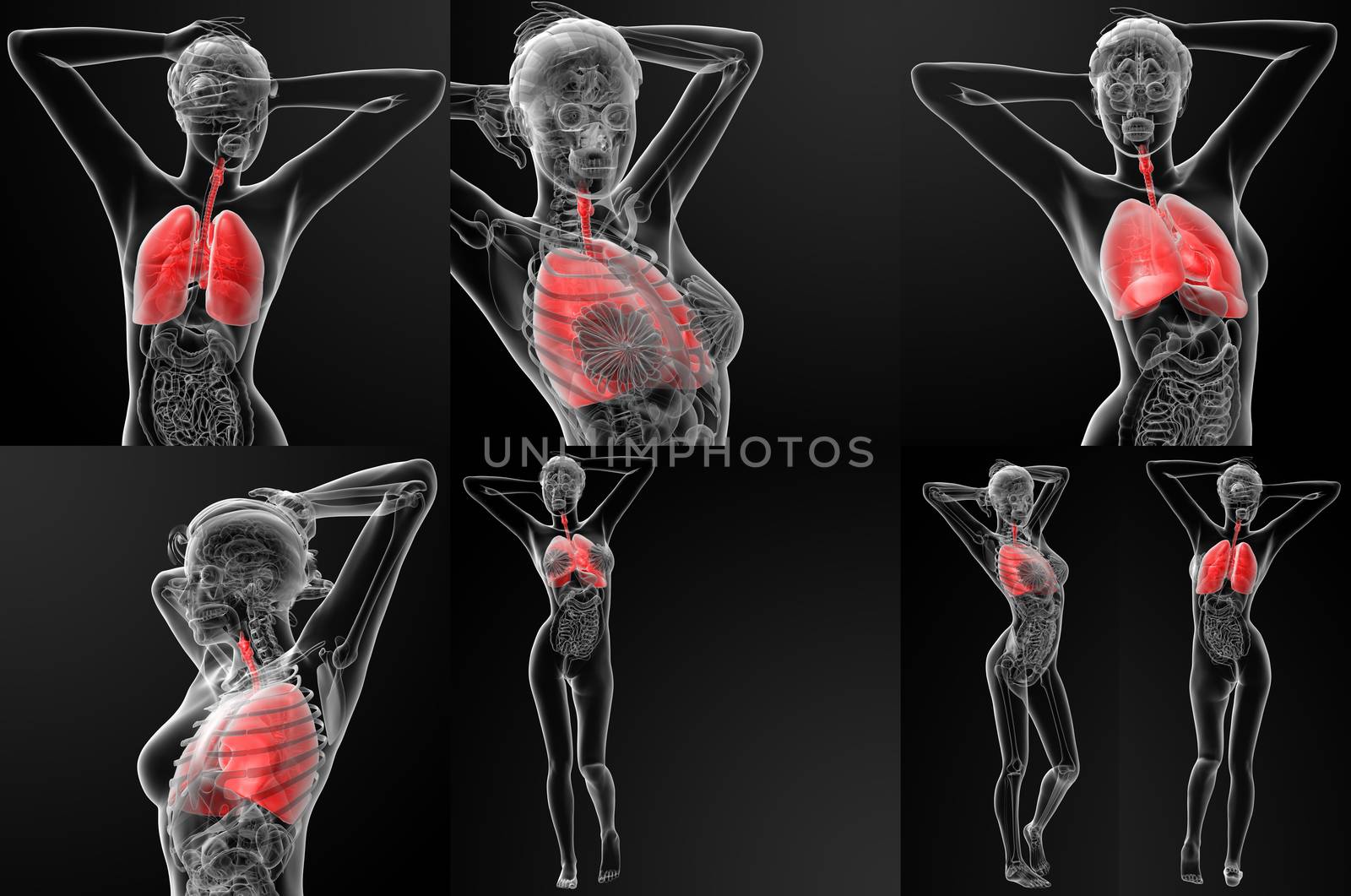 3D rendering illustration of the female respiratory system