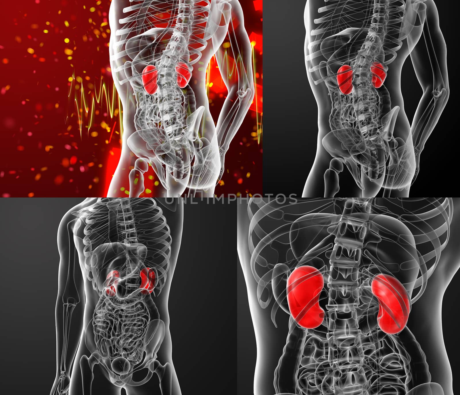 3d rendering illustration of kidneys