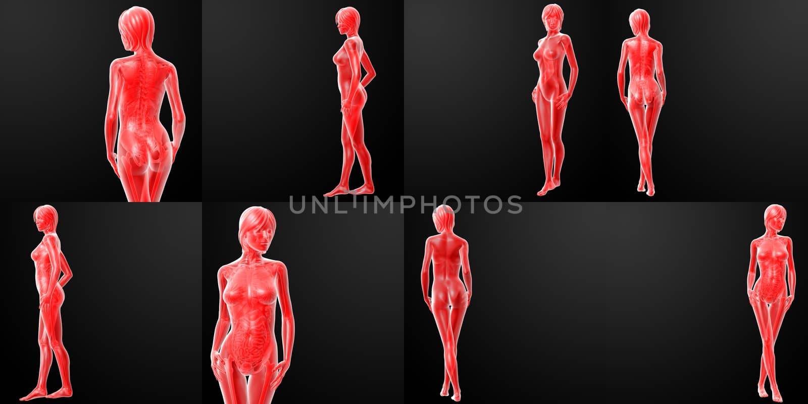 3d rendering illustration of the female