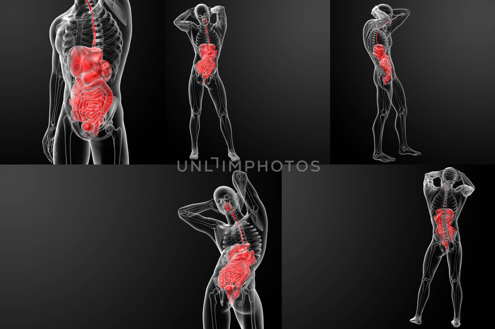 3D rendering of the human digestive system