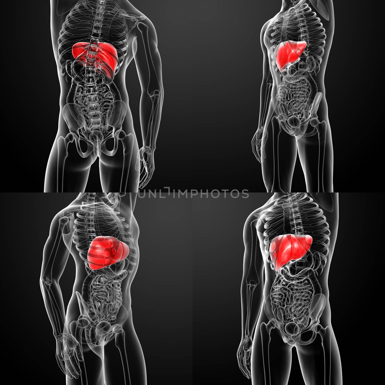 3D rendering human digestive system liver 