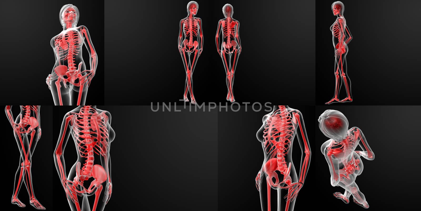3d rendering of the female skeleton