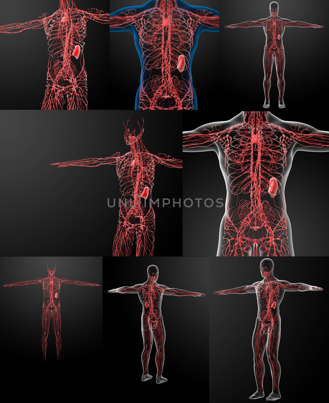 3D rendering of the lymphatic system