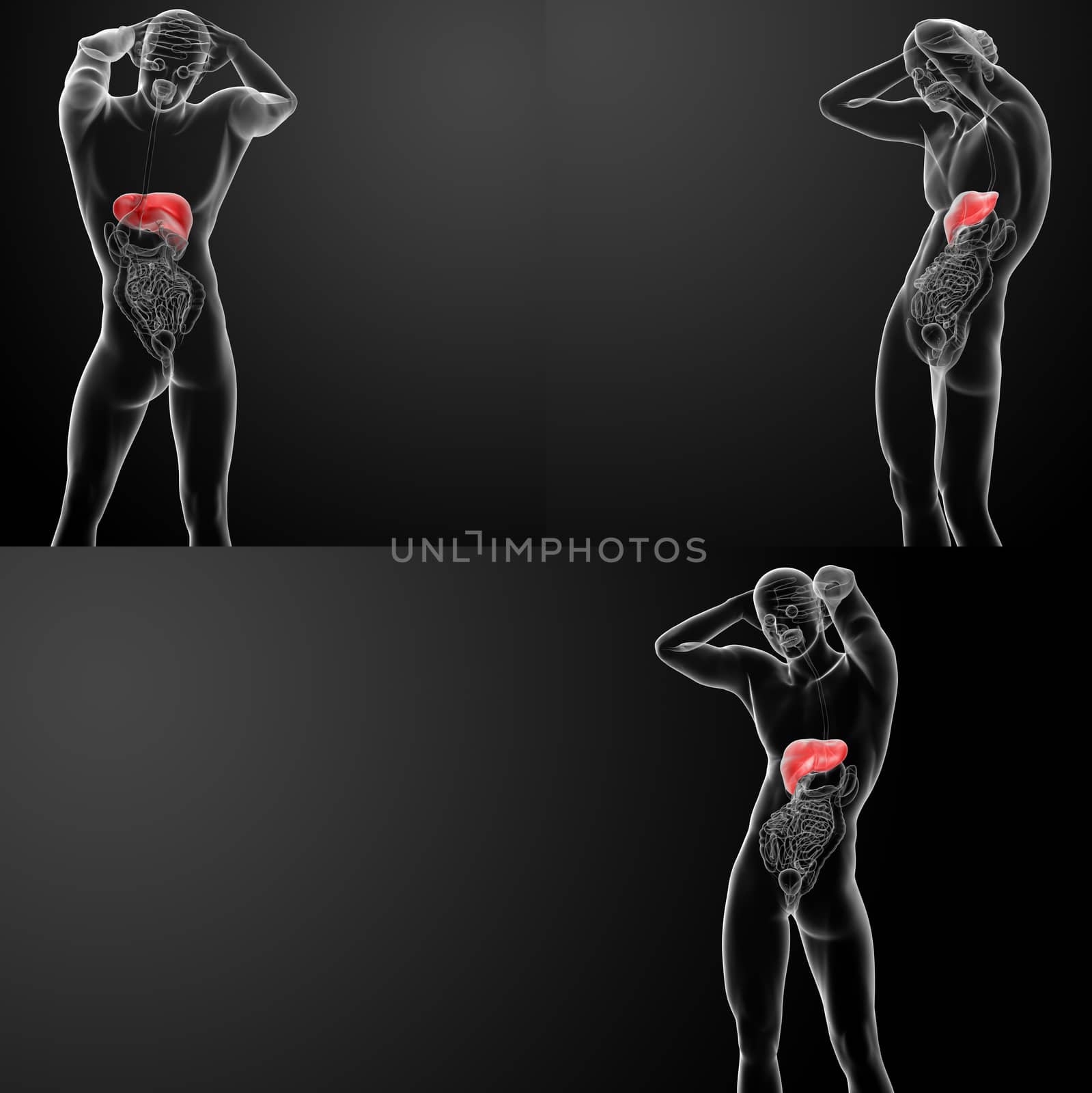 3D rendering of the human liver