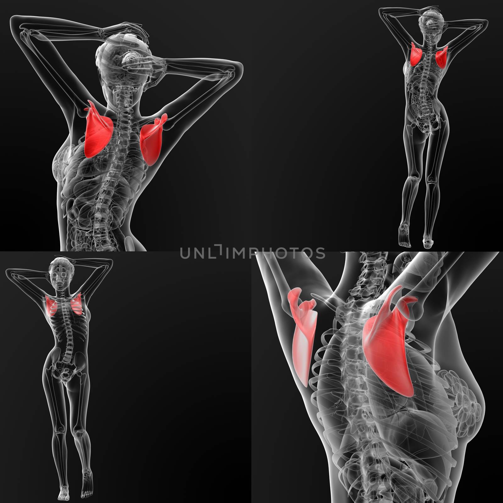 3D rendering illustration of the scapula bone