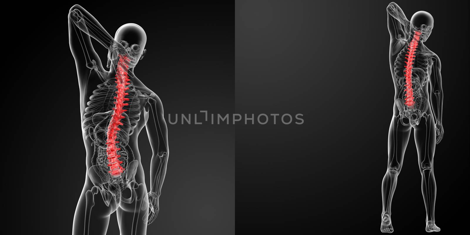 3d rendering Human Spine Anatomy