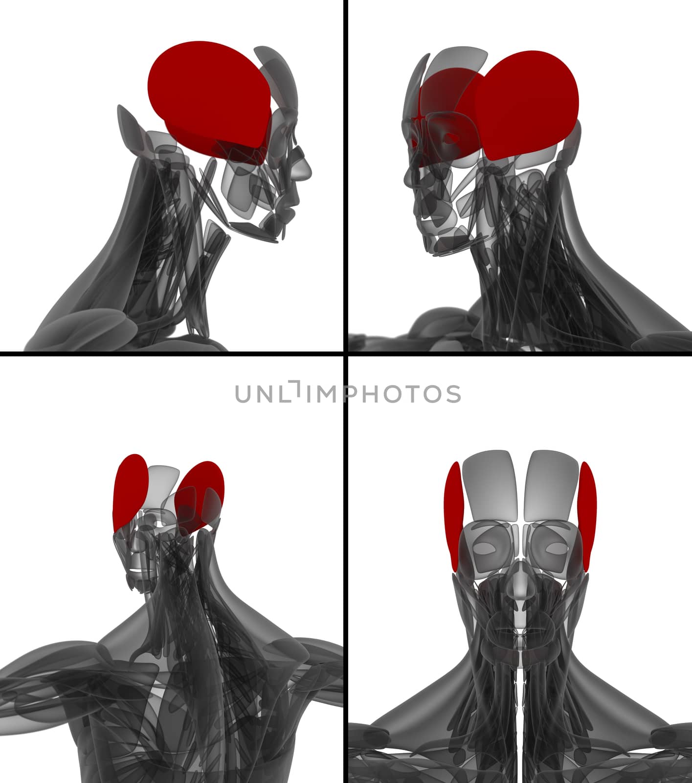 medical illustration of the auricularis