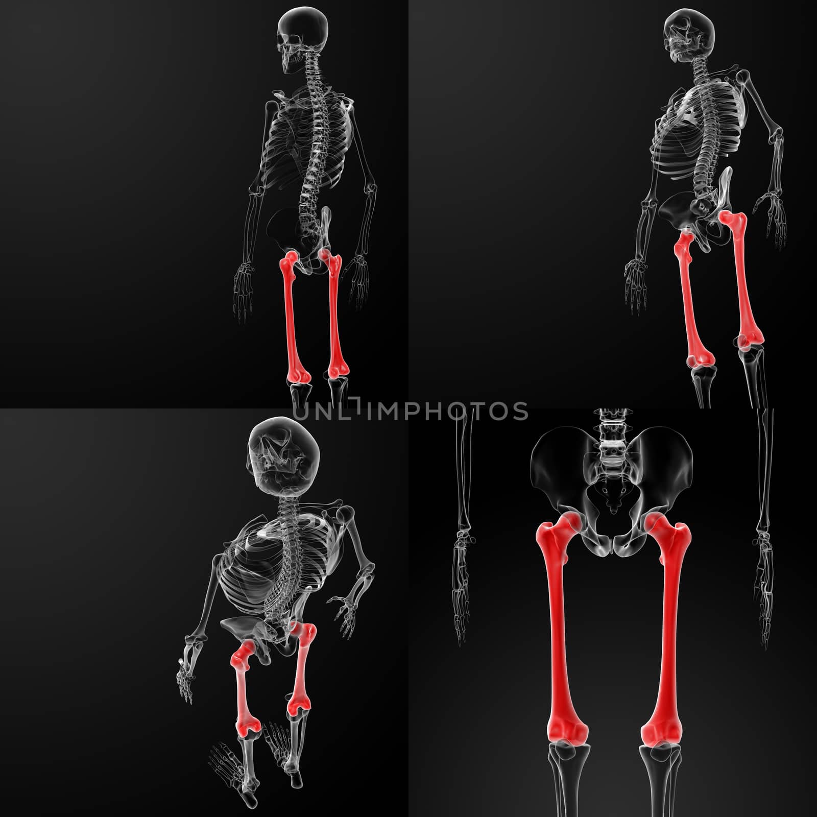3d rendering illustration of the femur