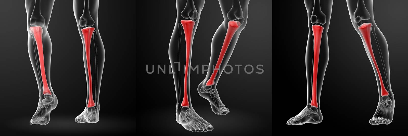 3d rendering illustration tibia 