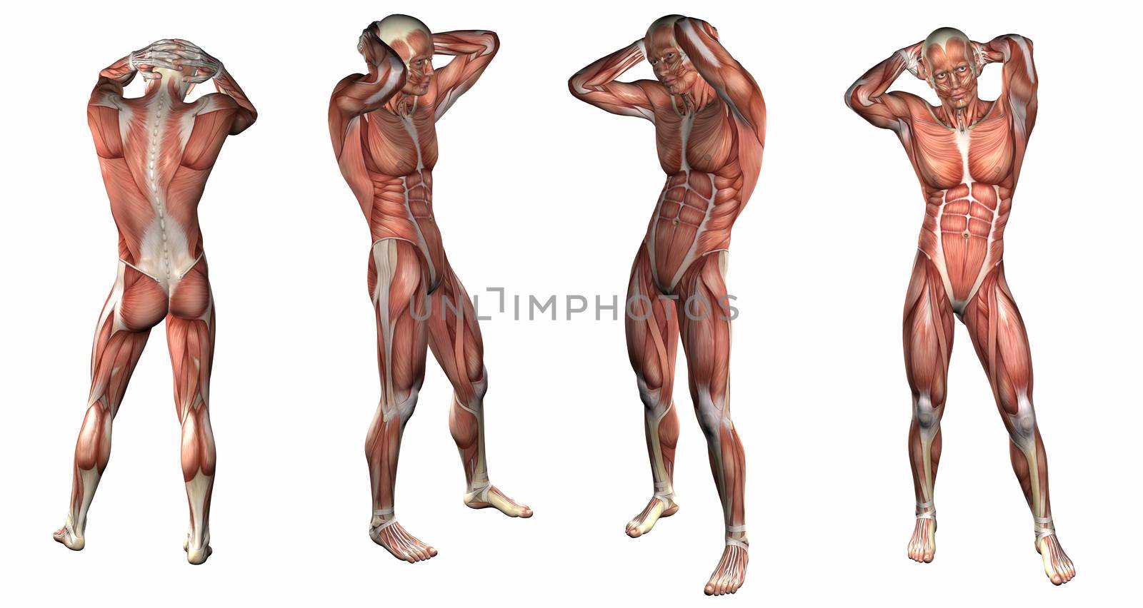 3d rendering illustration of the muscular system 