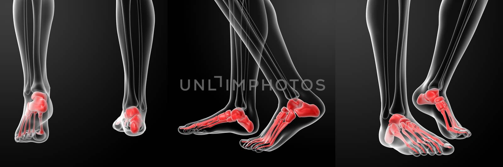 3D rendering of the human Skeletal  Feet