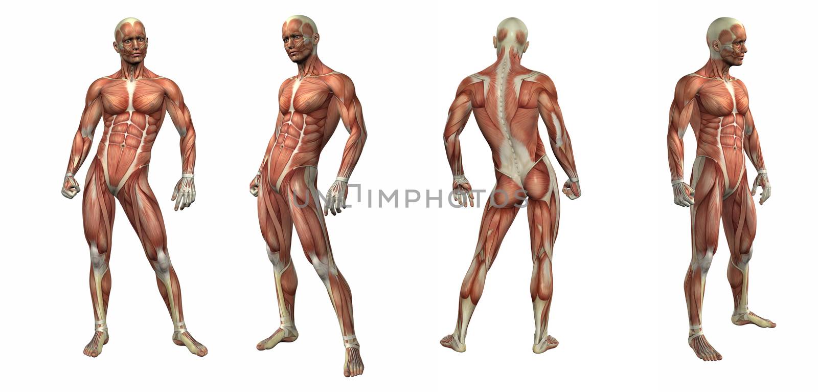 3d render illustration of the muscular system 