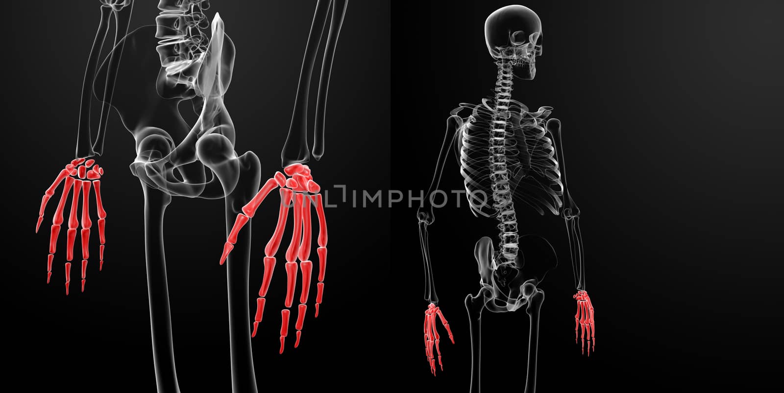 3d rendering of the skeleton visible hand