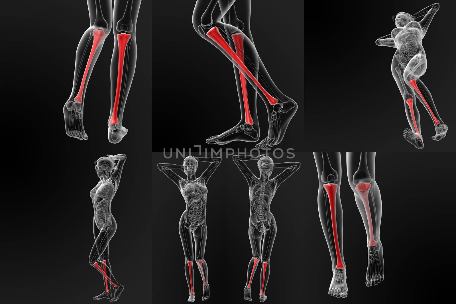 3d rendering illustration of the tibia bone