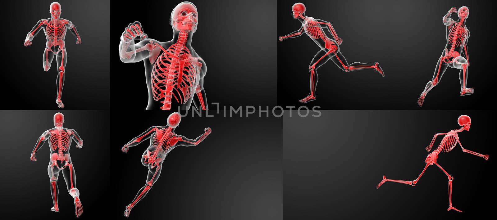 3d render running human anatomy by X-rays 