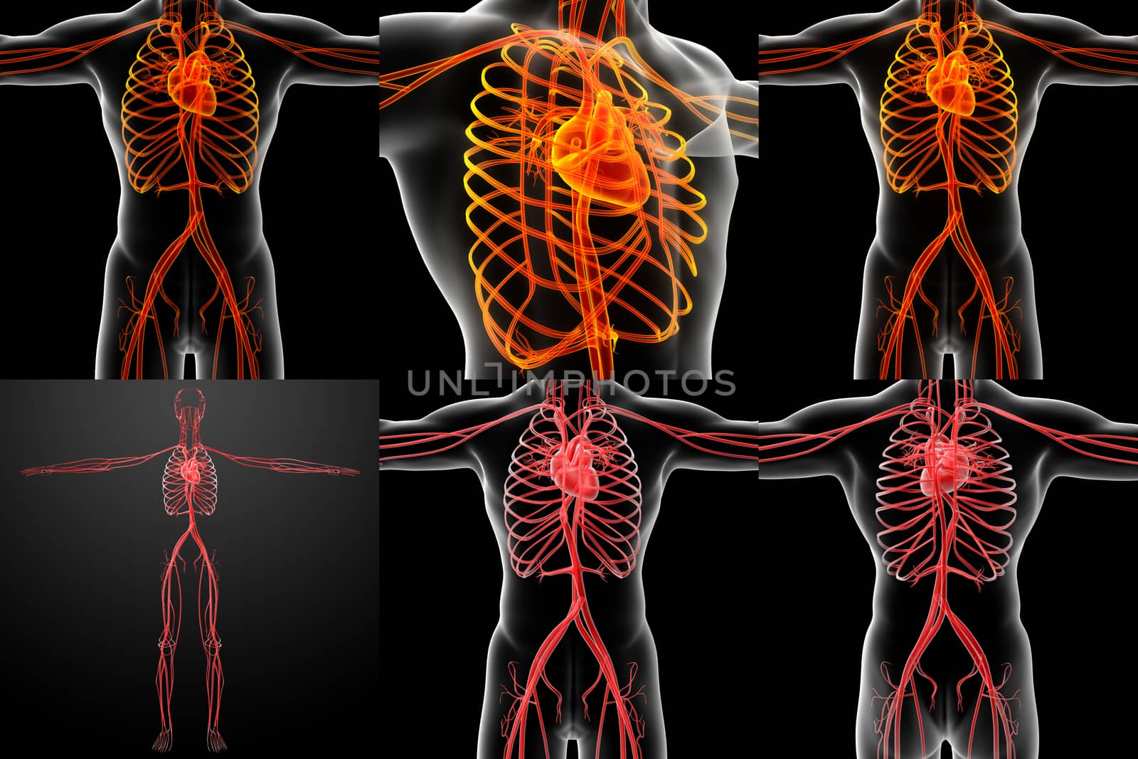 3D rendering illustration of the  vascular system 