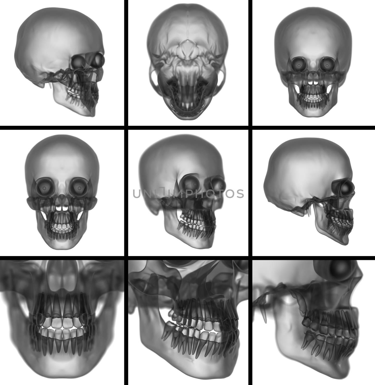 3d render skull on  background