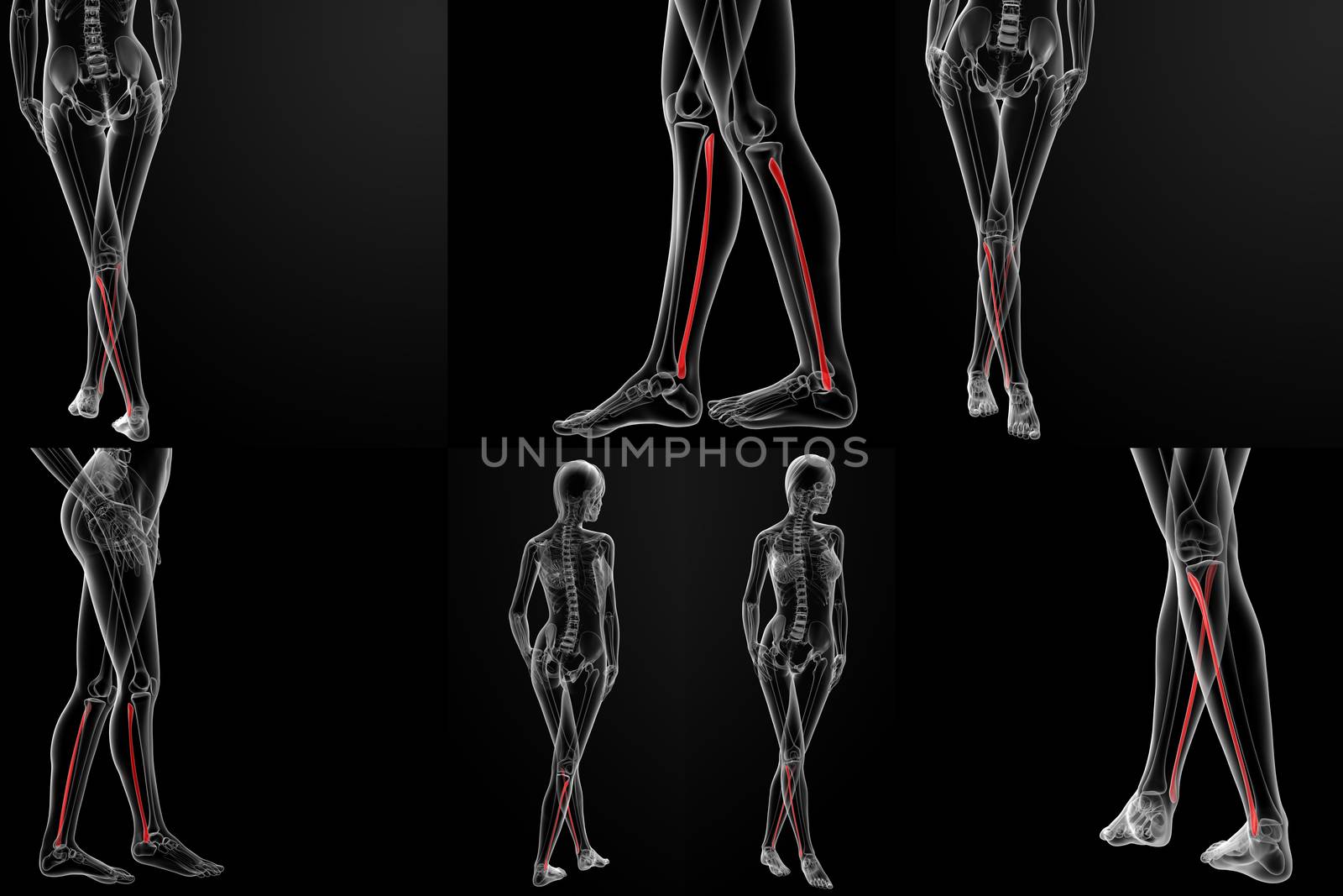 3D rendering illustration of the fibular bone 