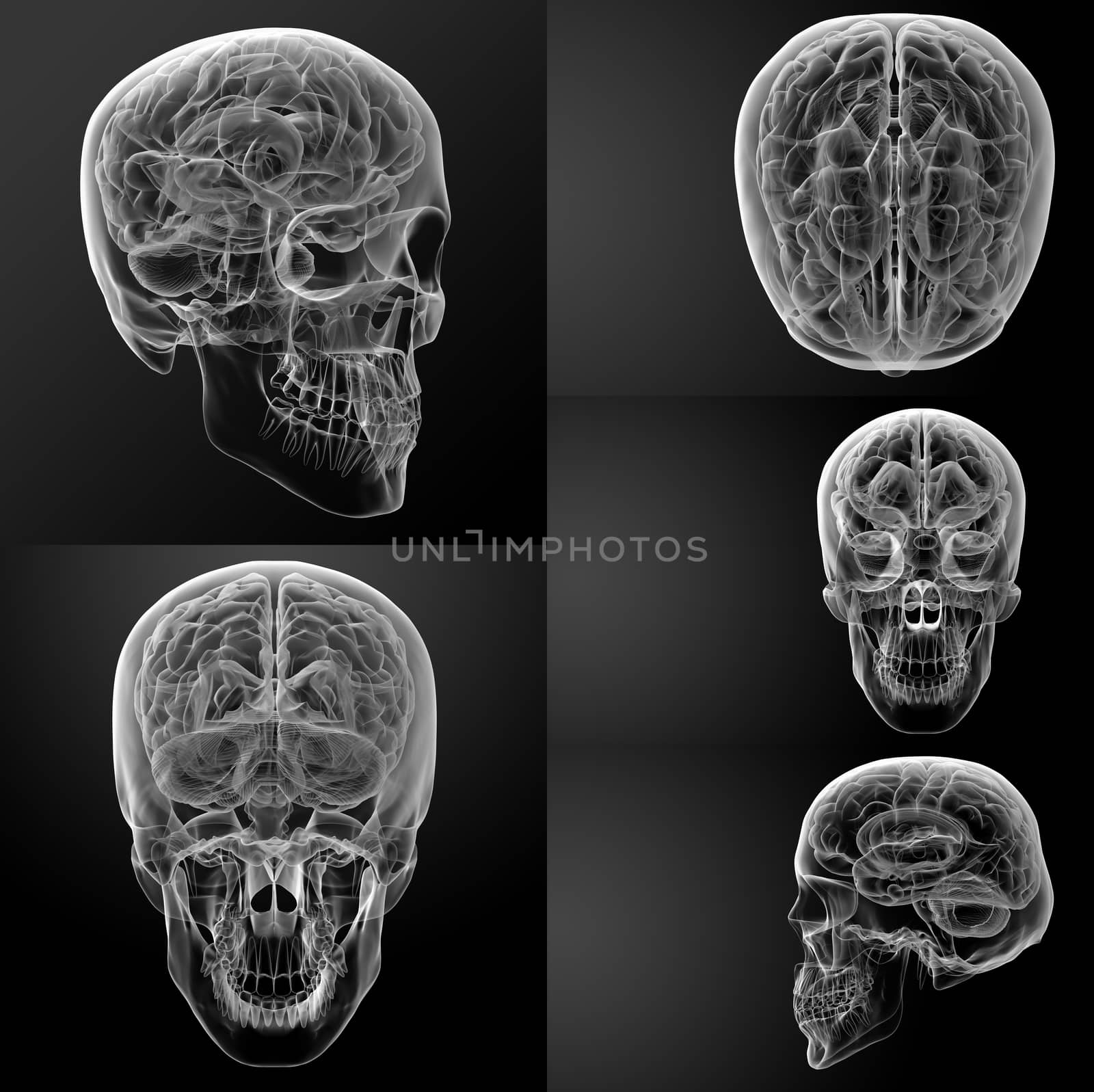 3d renderskull on black background