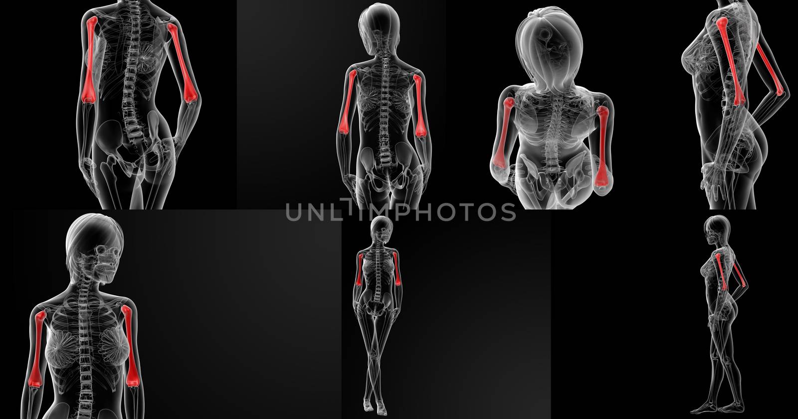 3D rendering illustration of the humerus bone