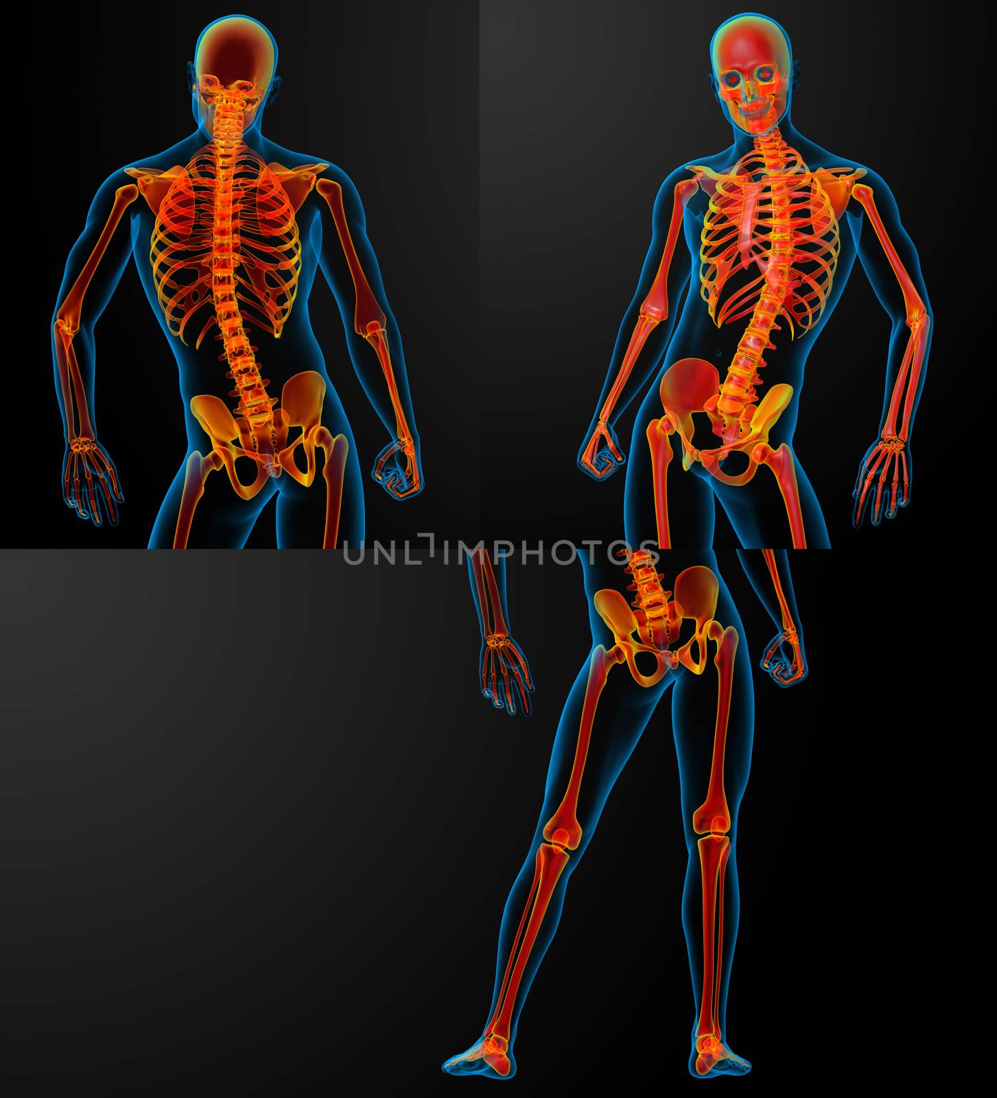 3D rendering red of skeleton