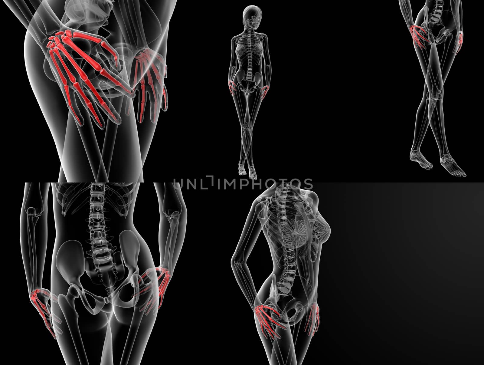 3D rendering illustration of the hand bone 