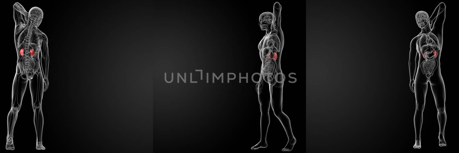 3d rendering illustration of the male kidneys