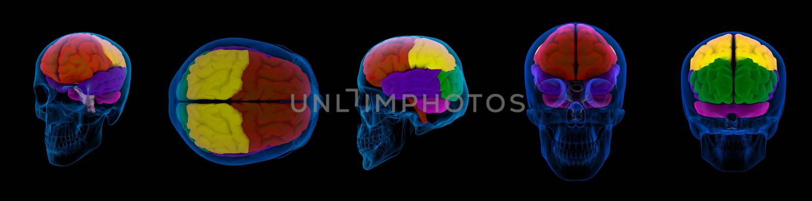 3d render illustration  of a  human brain by maya2008