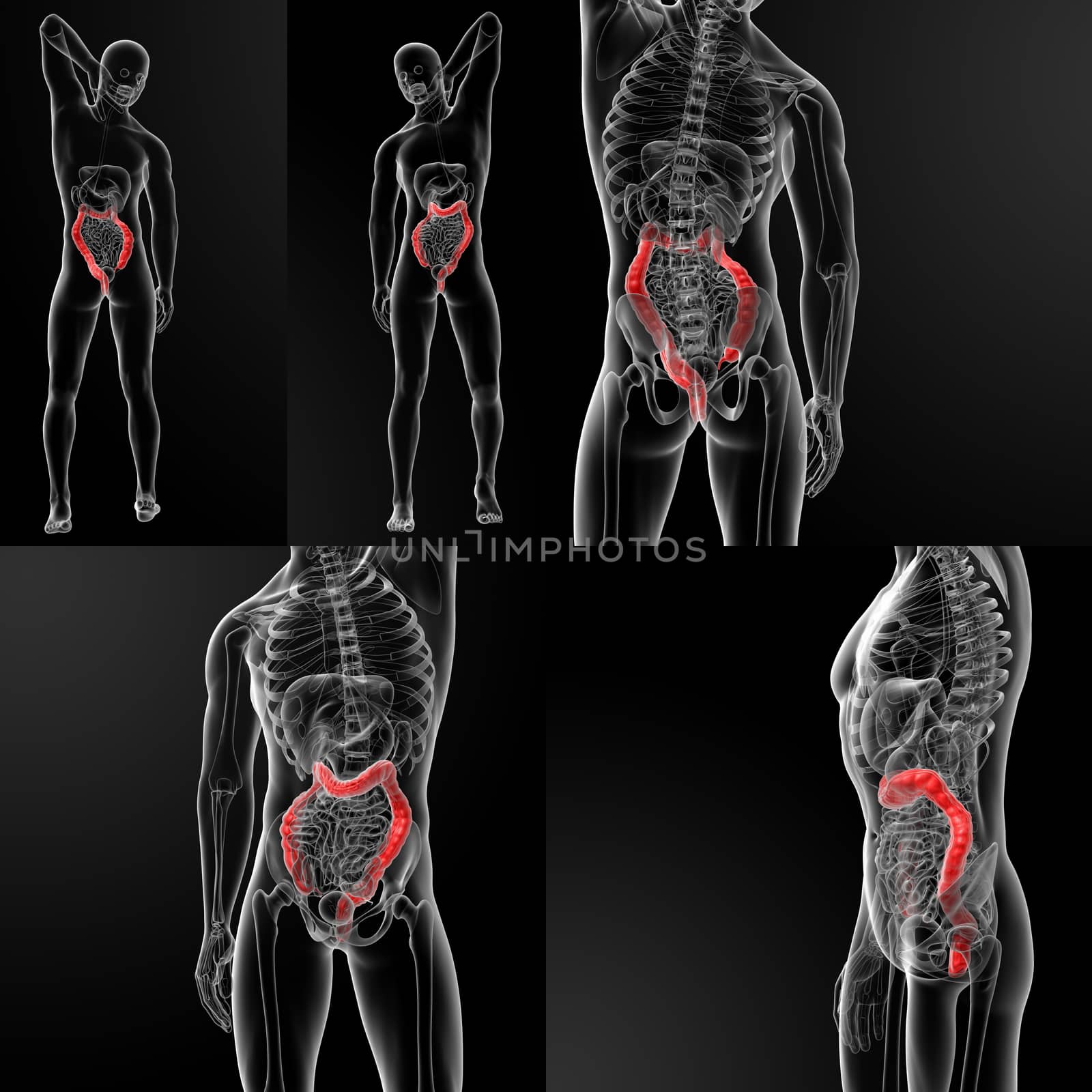 3d rendering illustration of male large intestine