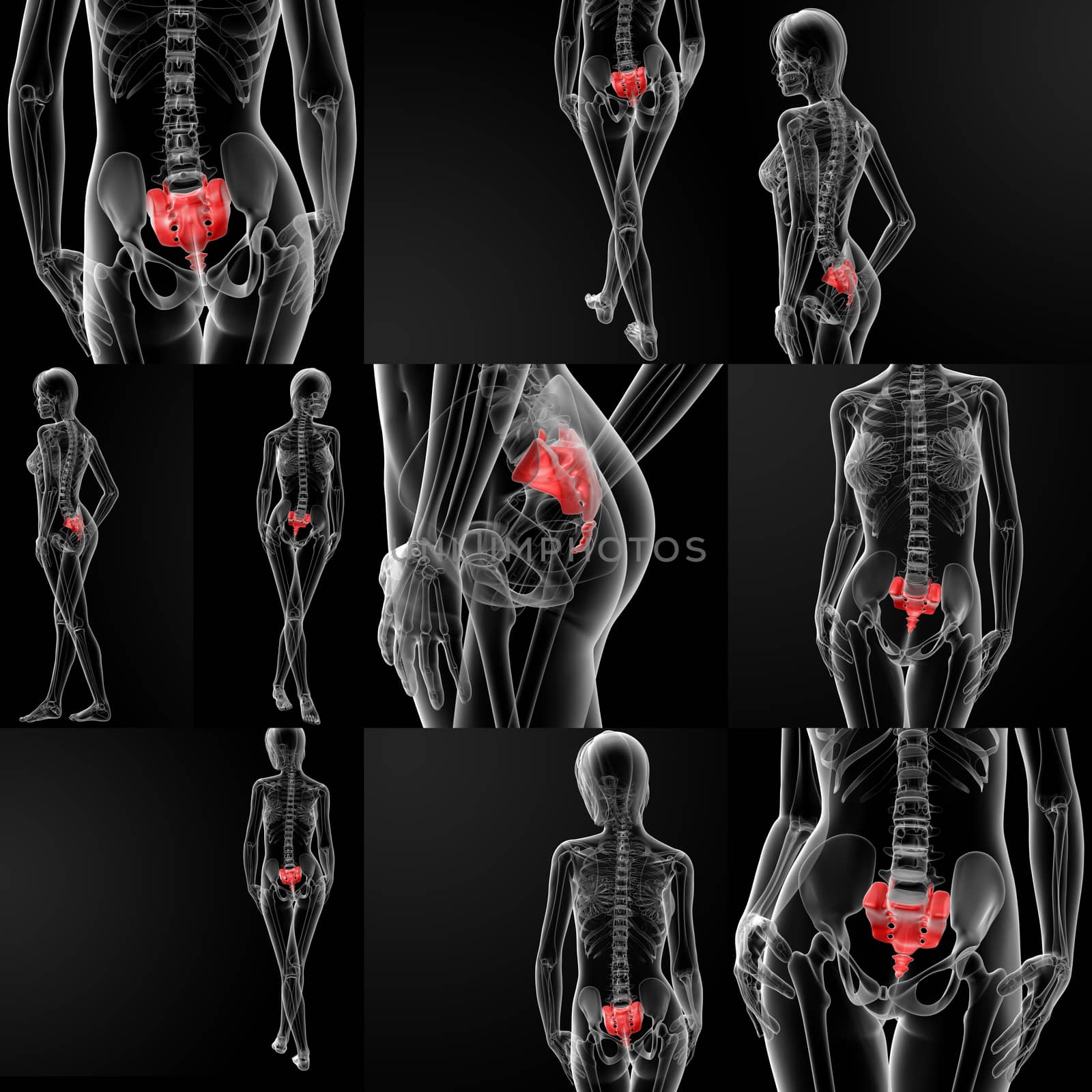 3d rendering illustration of thetibia bone