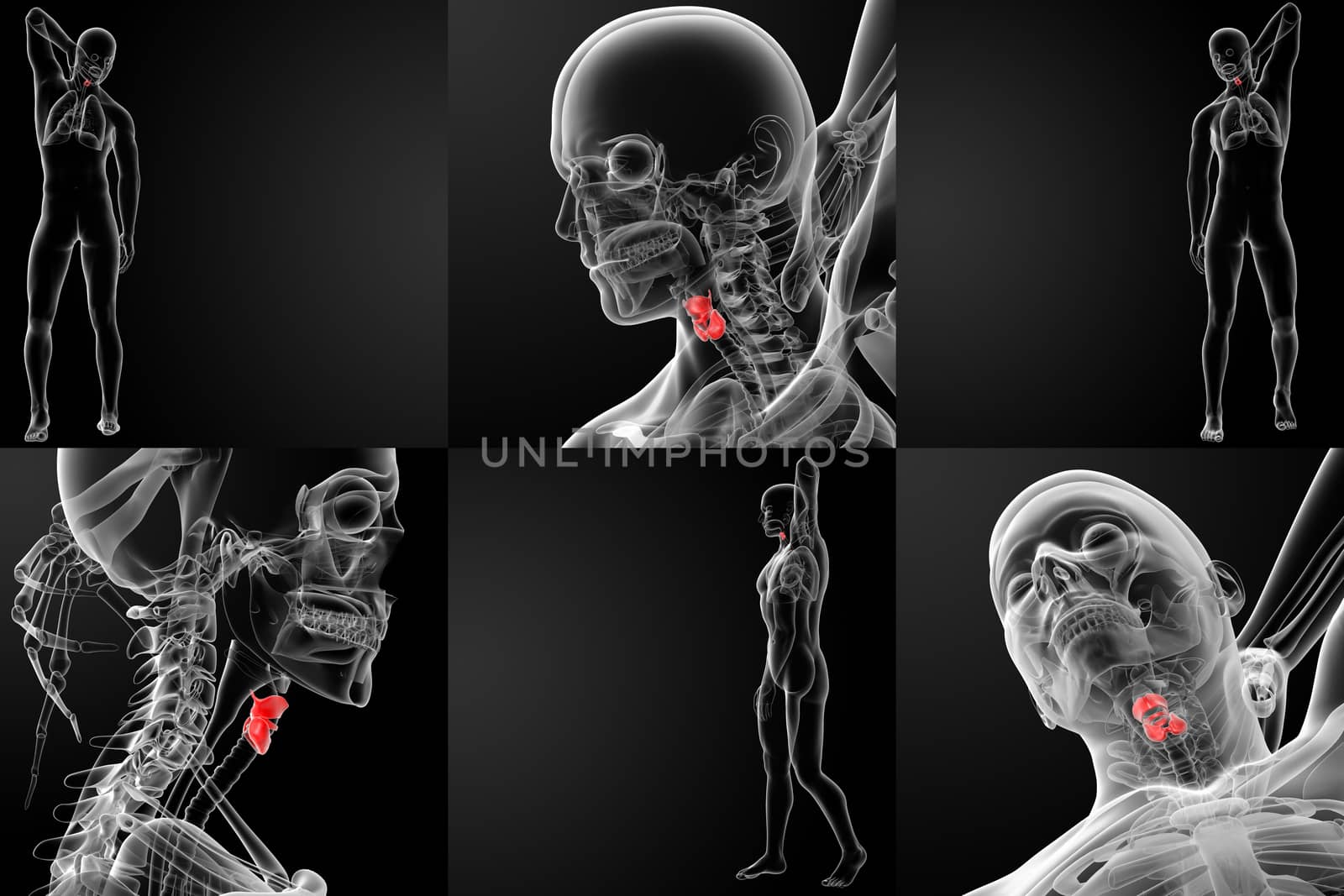 3d rendering medical illustration of the male larynx