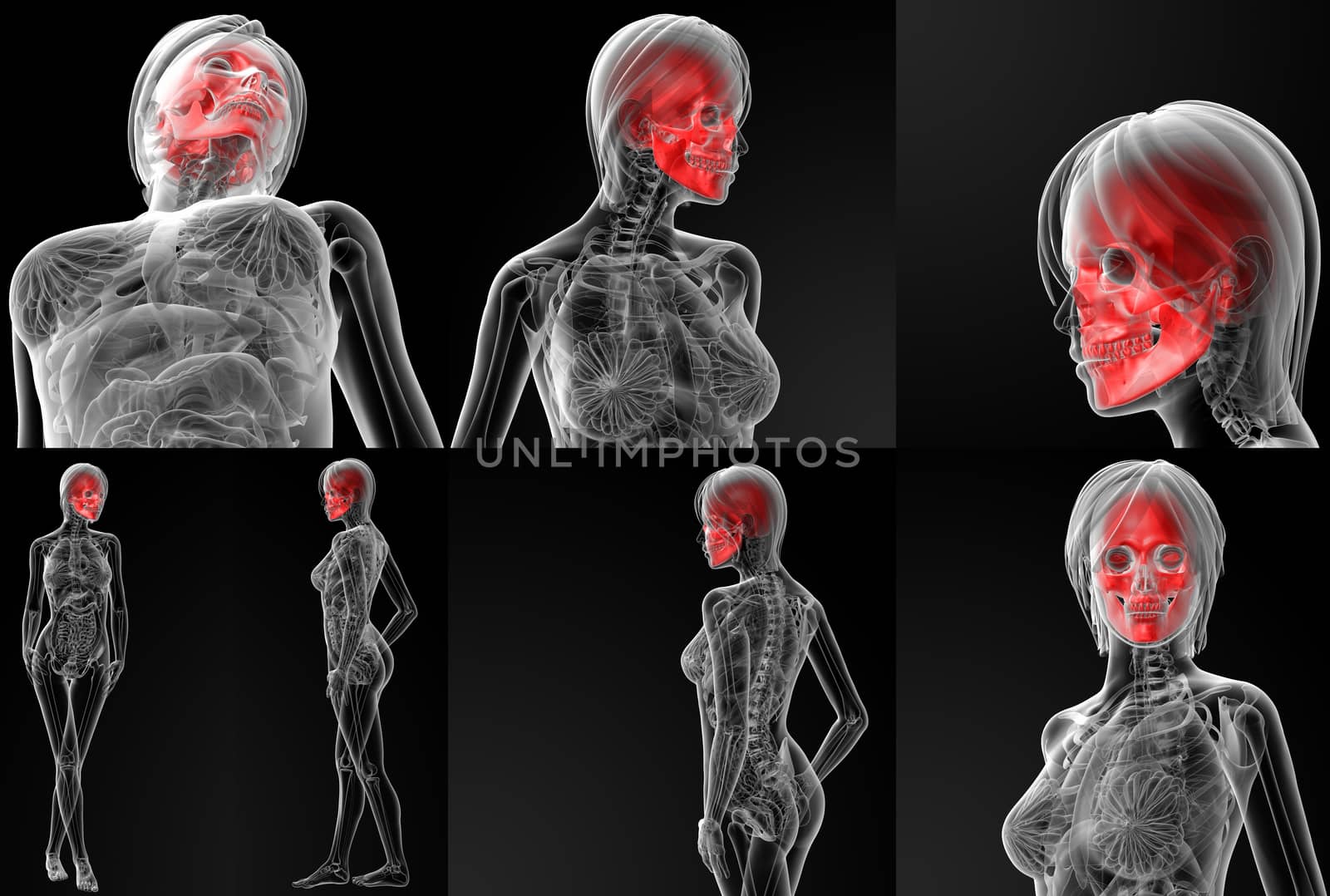 3D rendering illustration of the  skull bone 