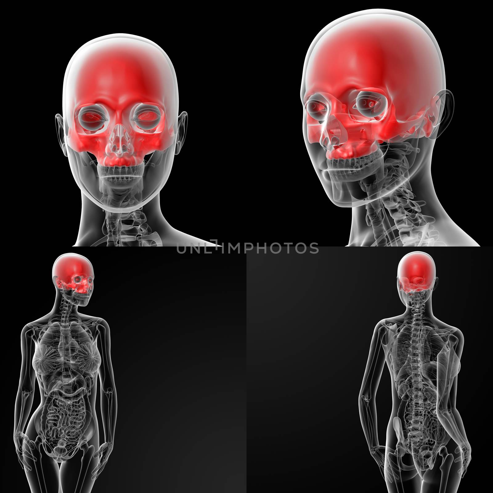 3D rendering illustration of the skull bone - upper half 