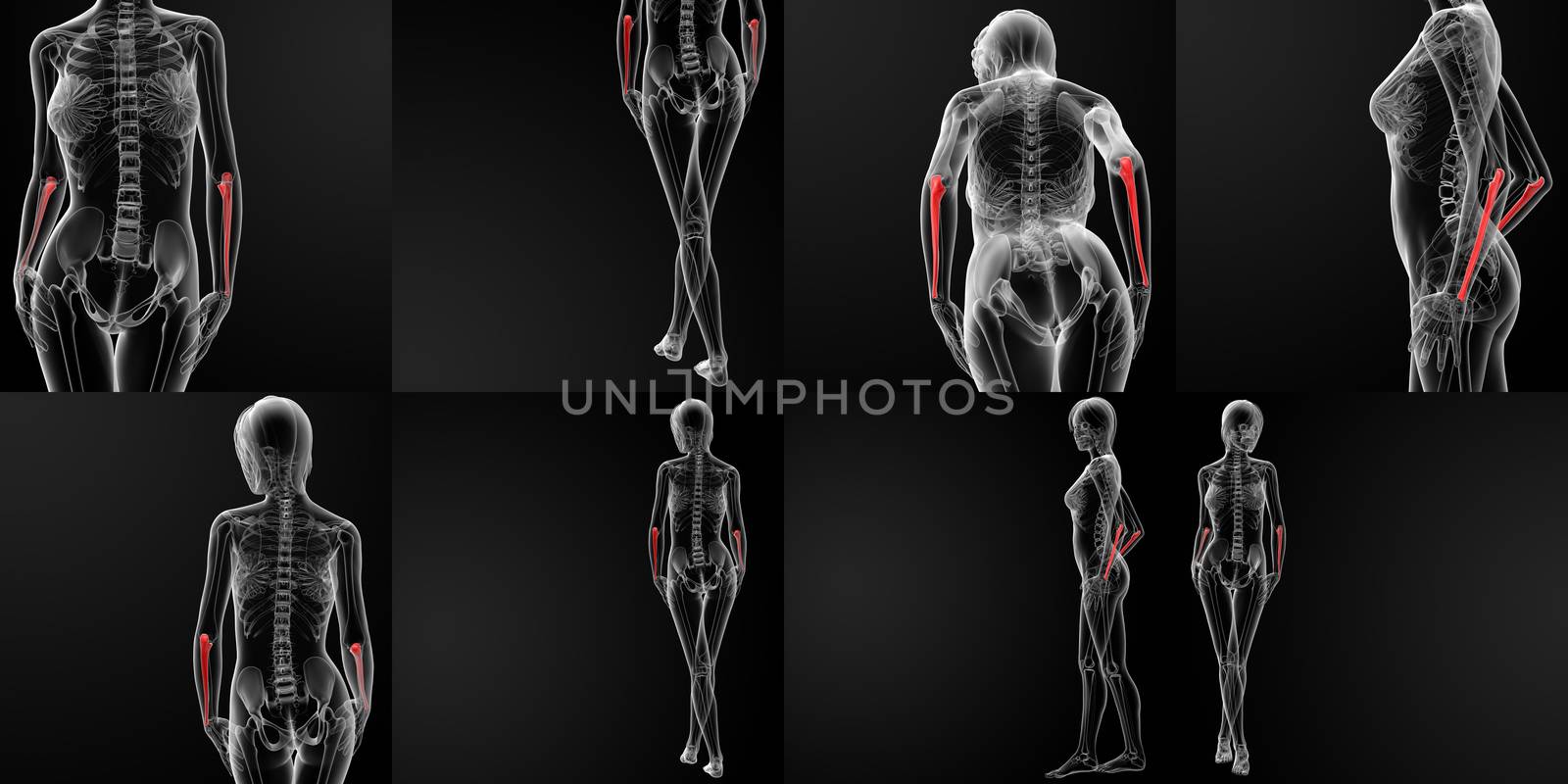 3D rendering illustration of the ulna bone 