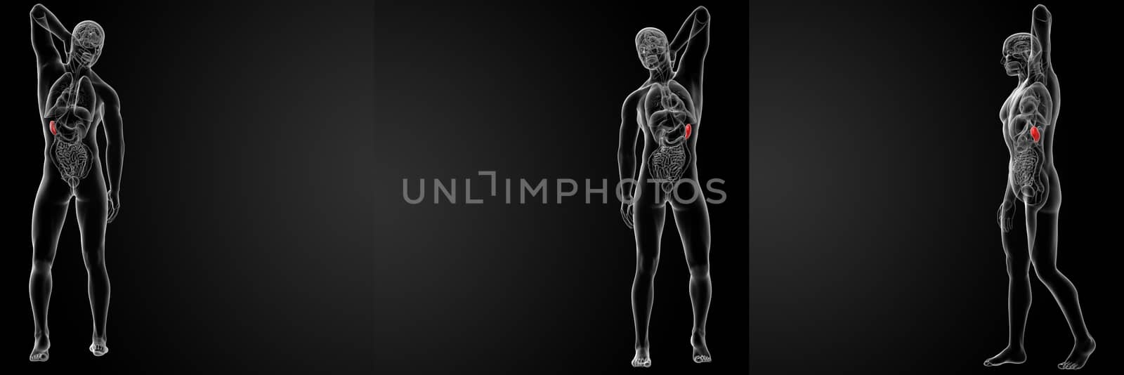 3d rendering illustration of the male spleen