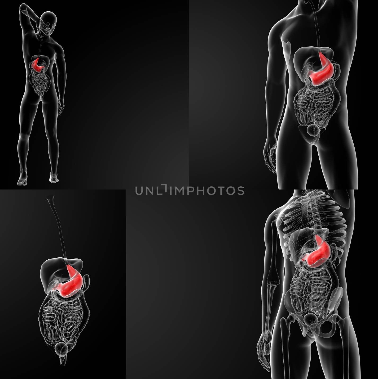 3d rendering illustration of the male stomach