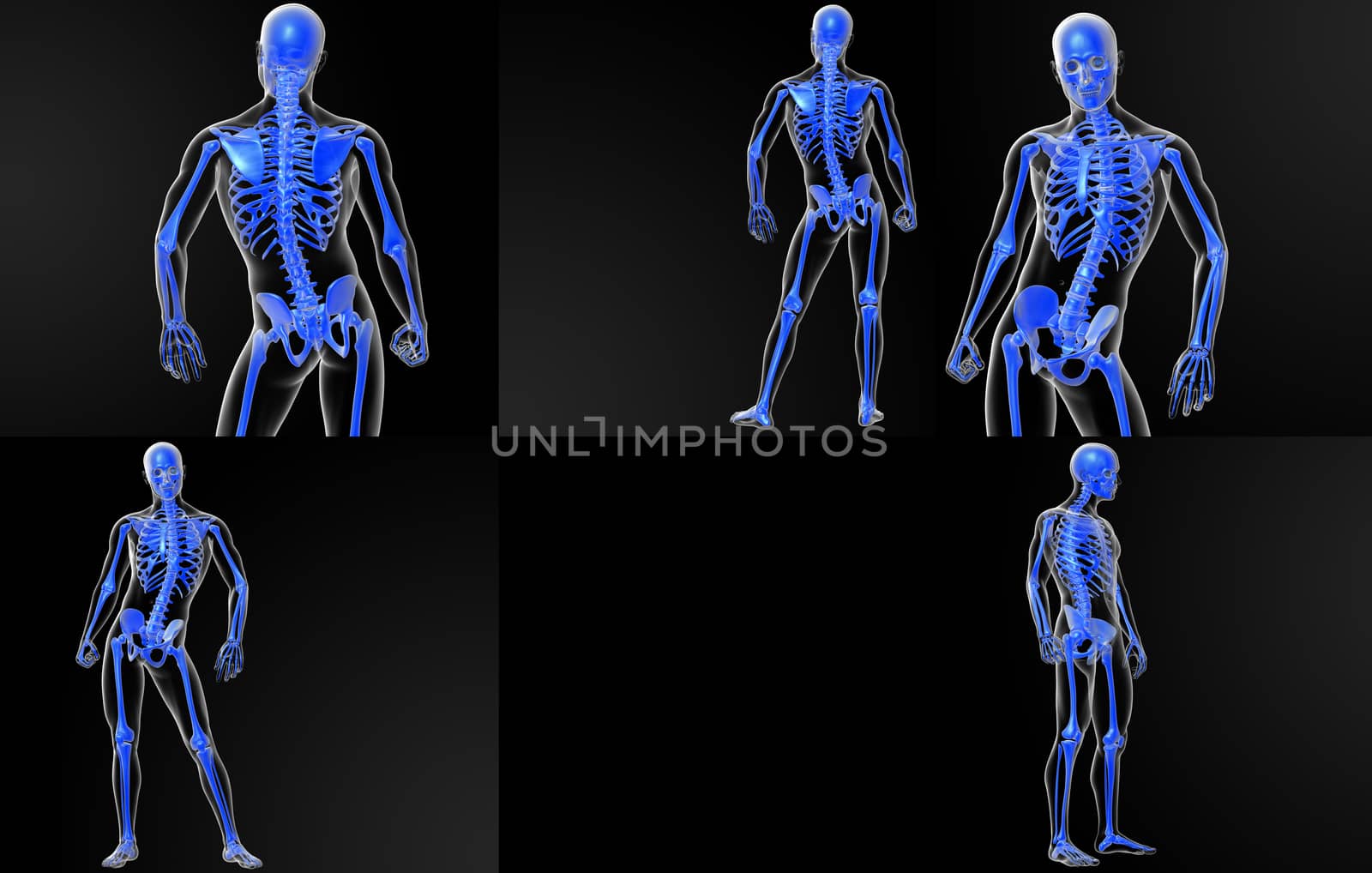 3D rendering illustration of the skeleton bone 