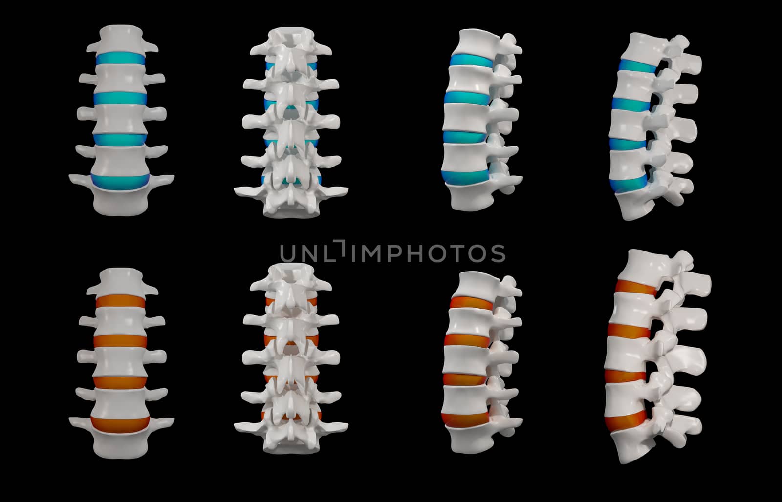 3d rendered - spine structure on black background 