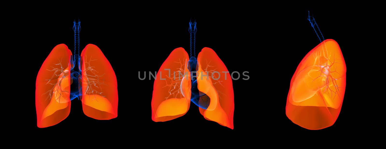 3D render illustration of the lung