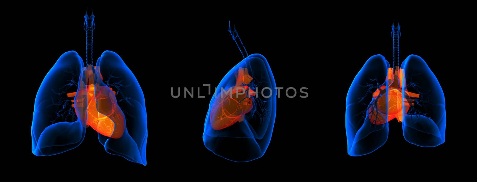 3D medical illustration - lungs with visible heart 