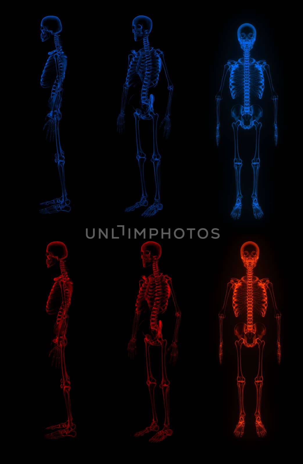 3d rendered Skeleton on black background