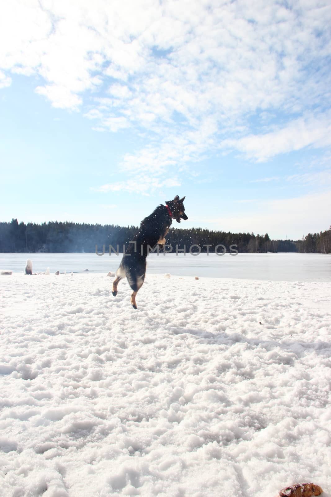 East European Shepherd in a jump in the lake in winter