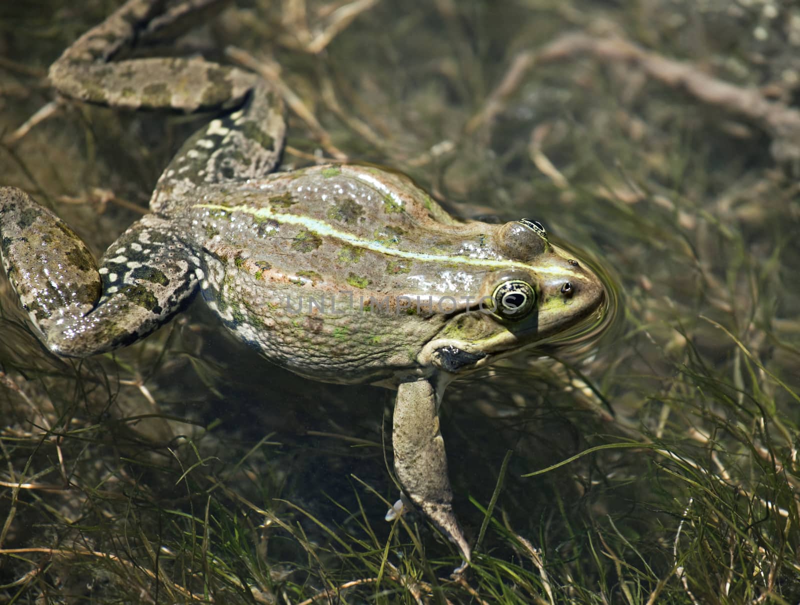 Big green frog swimming in the water