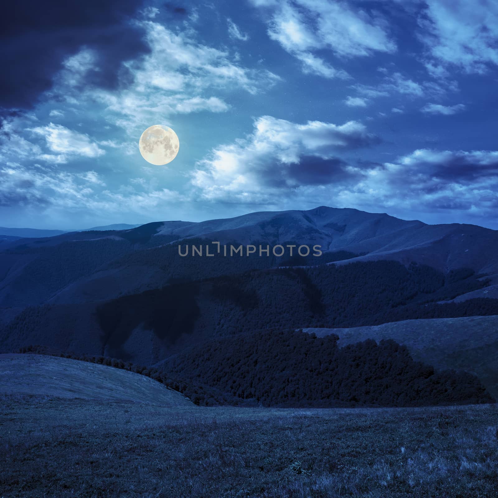 high wild grass and forest  at the top of the mountain at night in full moon light