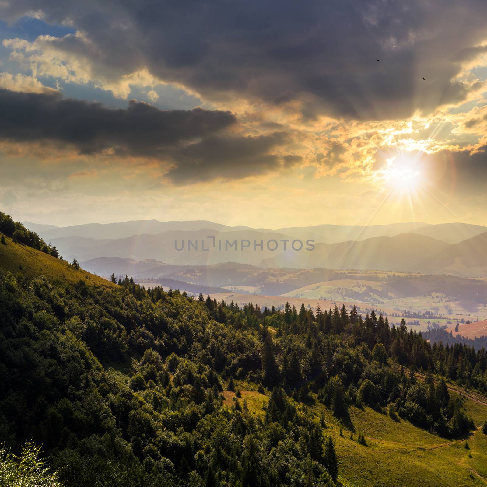coniferous forest on a  mountain slope at sunset by Pellinni