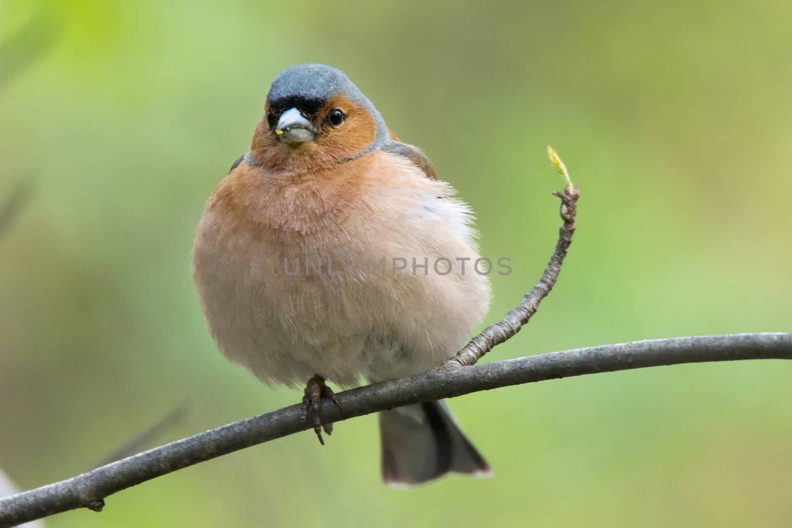 The picture shows a chaffinch on a branch