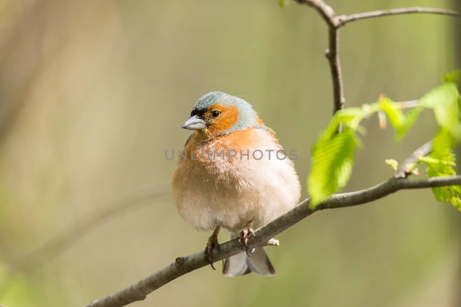 The picture shows a chaffinch on a branch