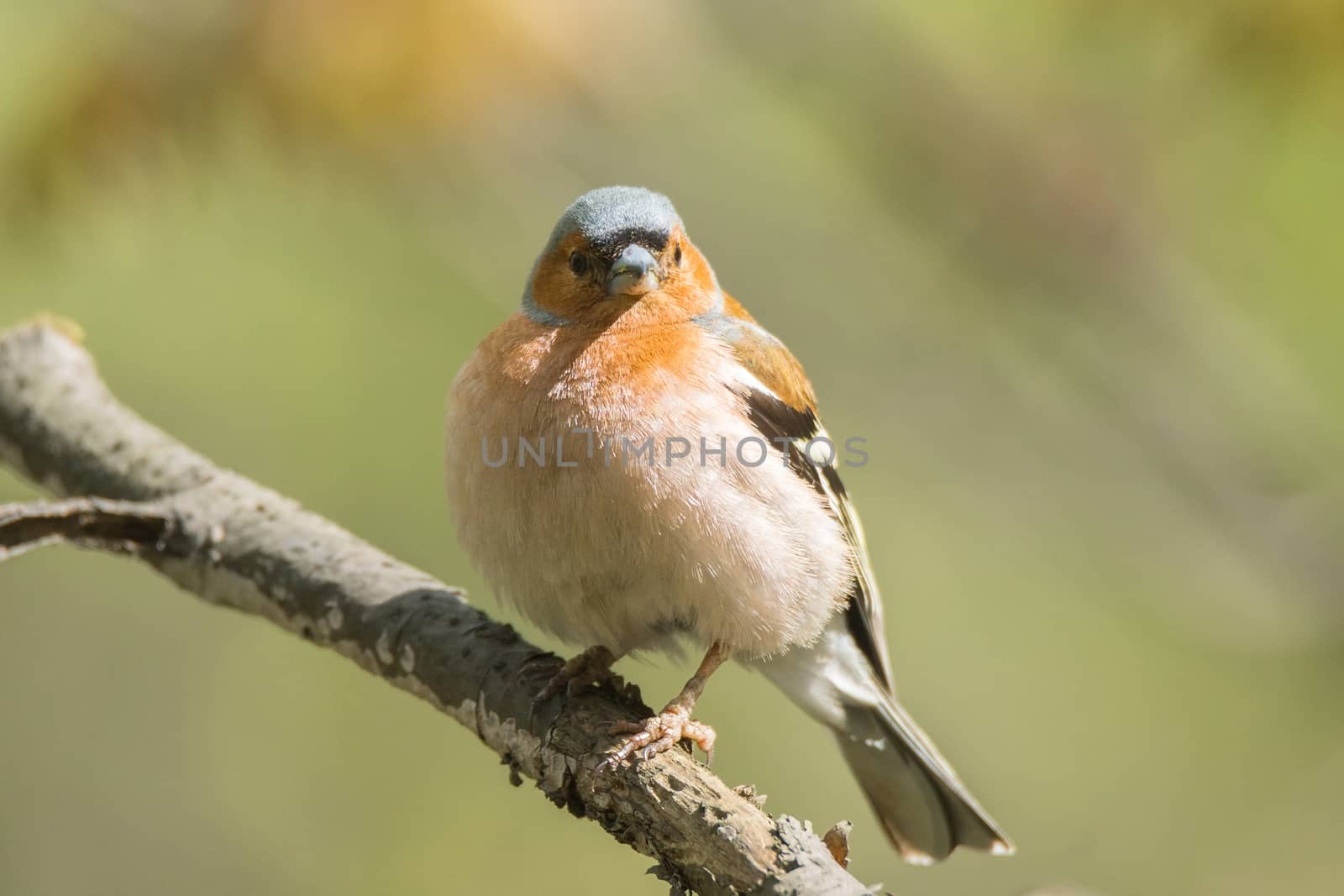 The picture shows a chaffinch on a branch