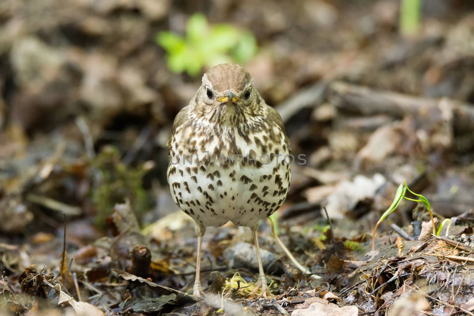 The photo shows a songbird on a grass