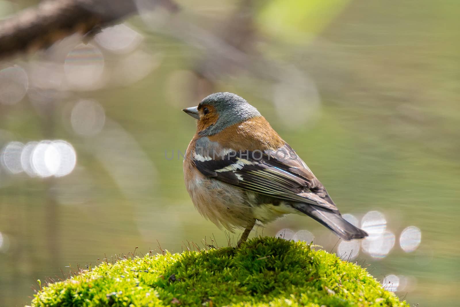 chaffinch on a branch by AlexBush